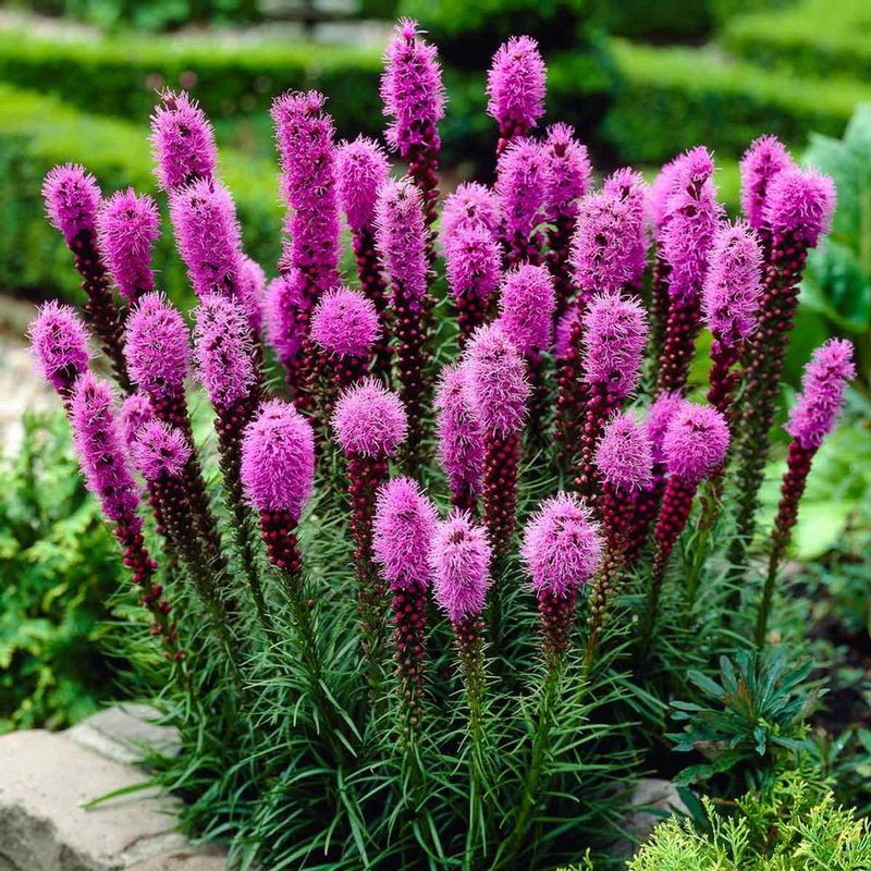 Liatris (Blazing Star)