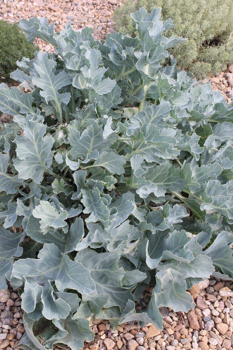 Sea Kale (Crambe maritima)