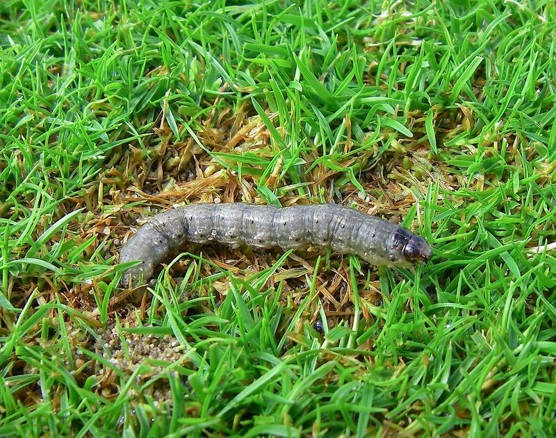 Lawn Pests (Cutworms, Sod Webworms)