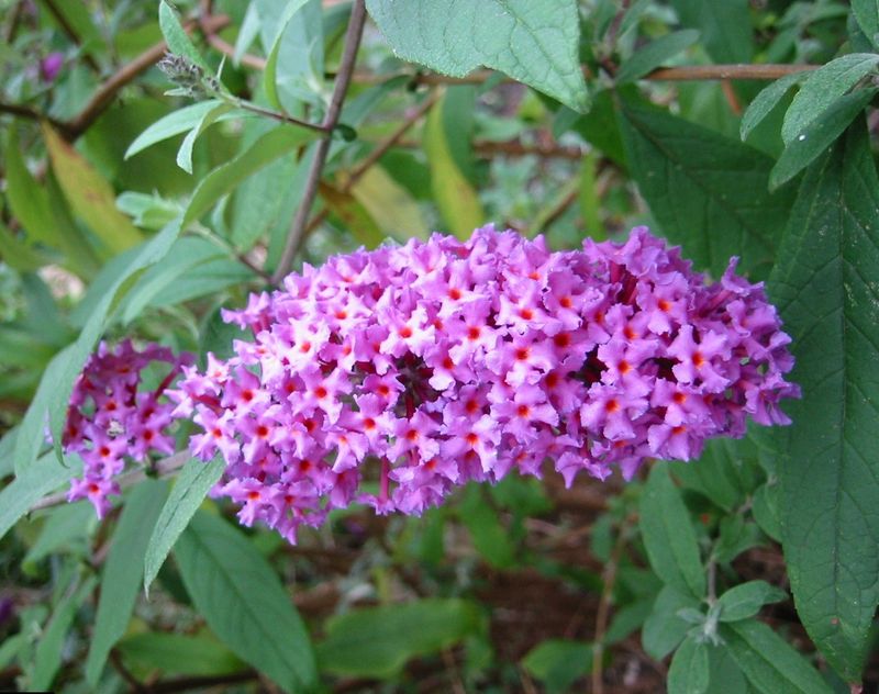 Butterfly Bush