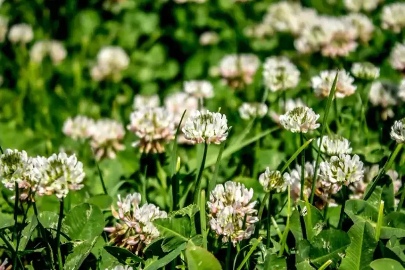 Dutch White Clover