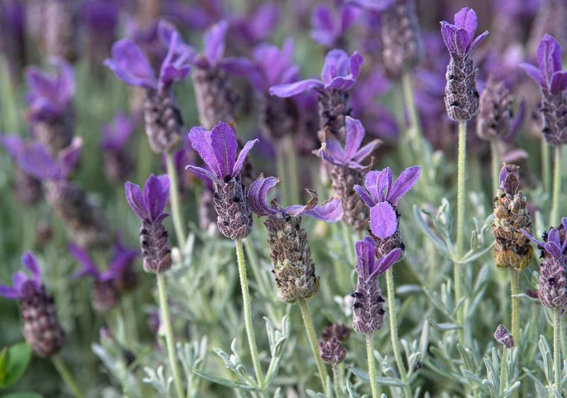 Lavender (Lavandula spp.)