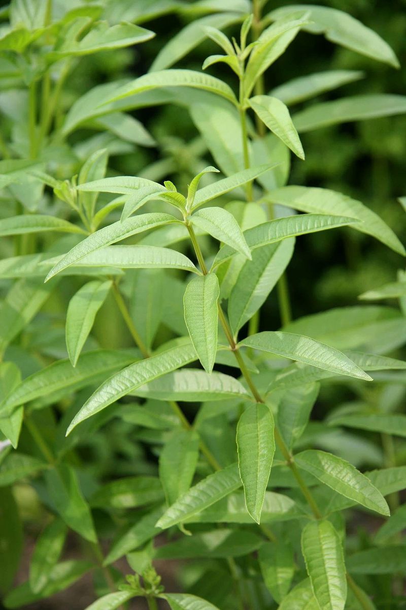 Lemon Verbena