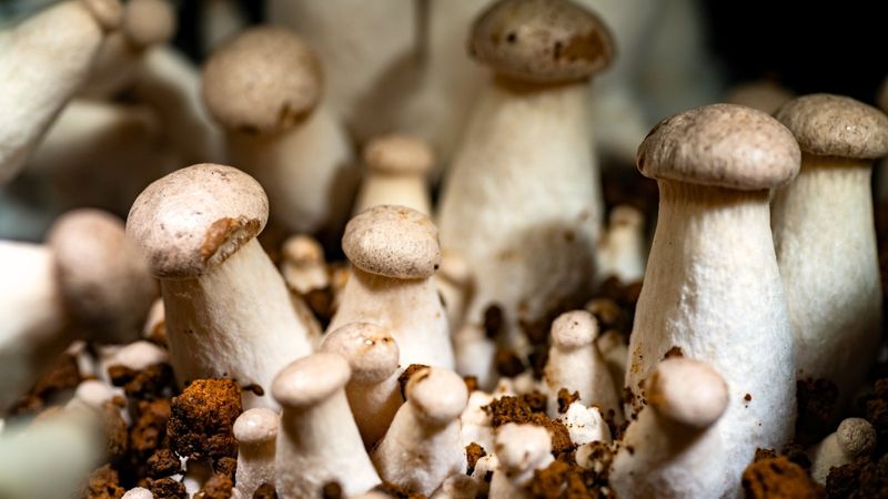 King Trumpet Mushrooms