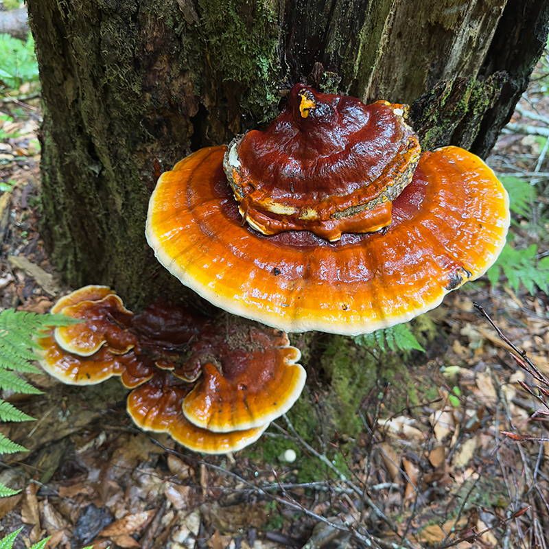 Reishi