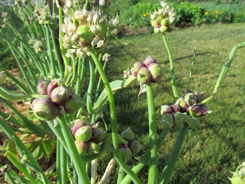 Egyptian Walking Onion (Allium × proliferum)