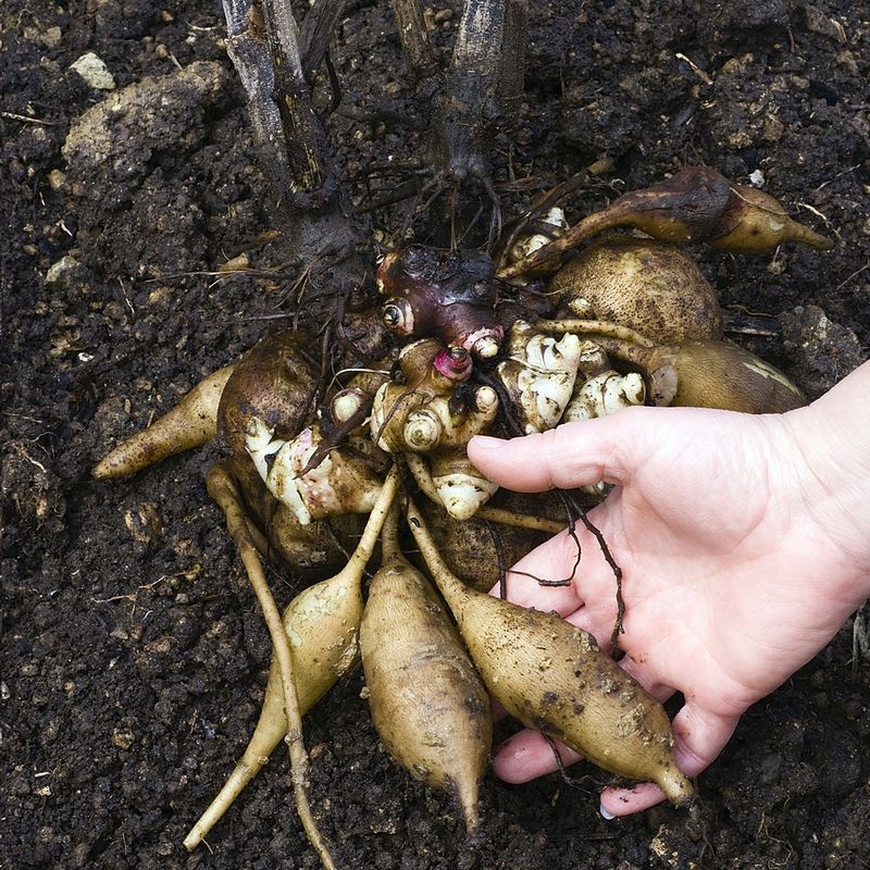 Yacon (Smallanthus sonchifolius)