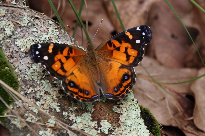 Spring and Fall Sightings Are Common