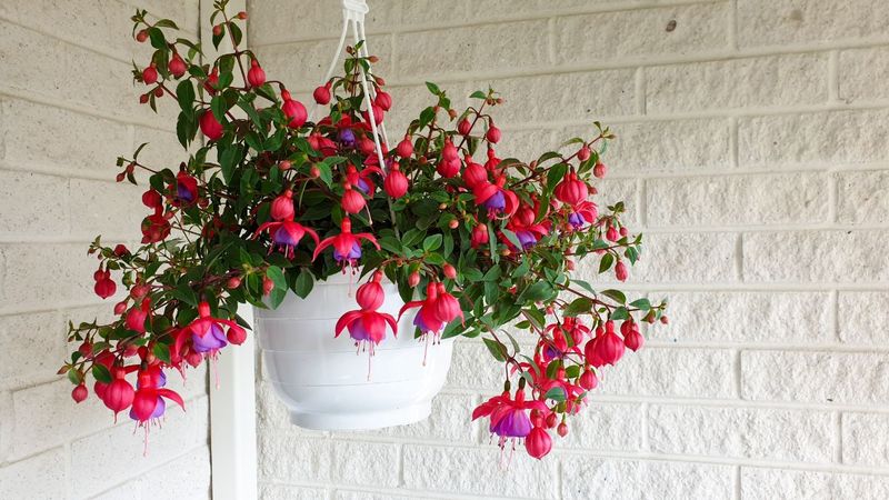Fuchsia (Fuchsia spp.)