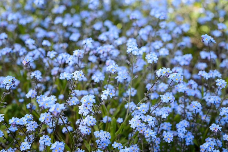 Forget-Me-Not