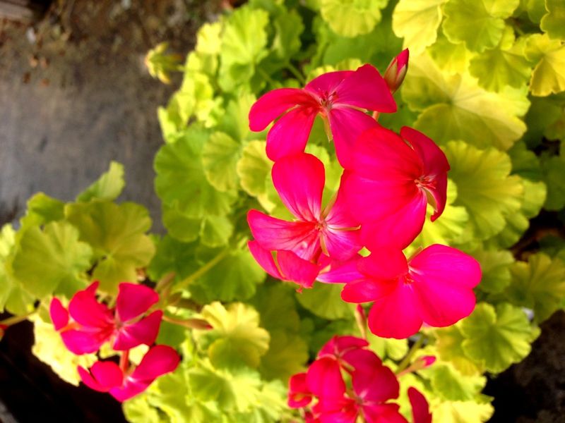 Geranium