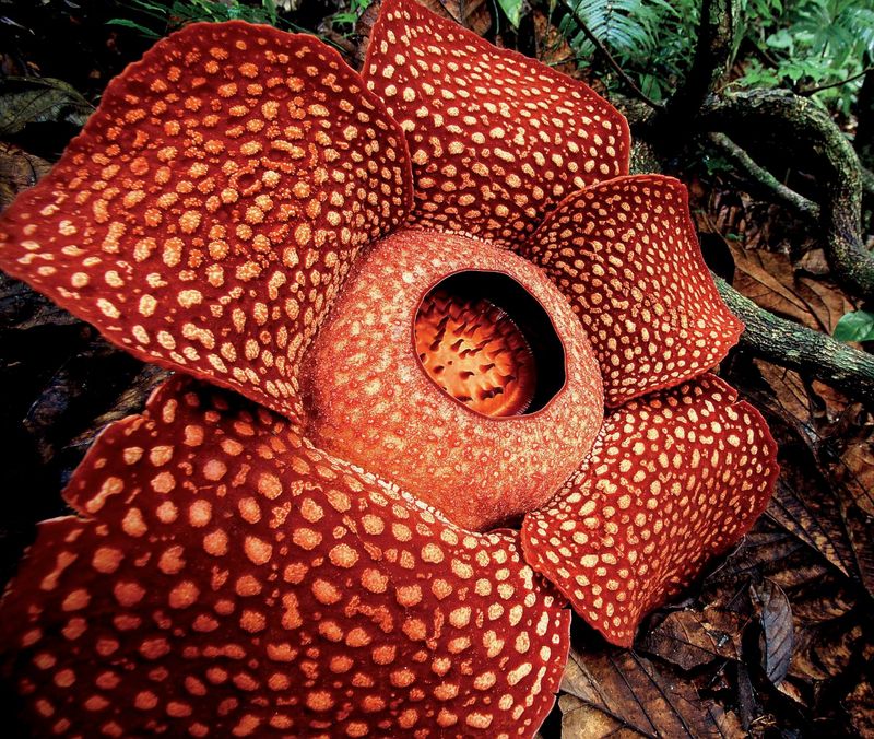 Rafflesia Arnoldii