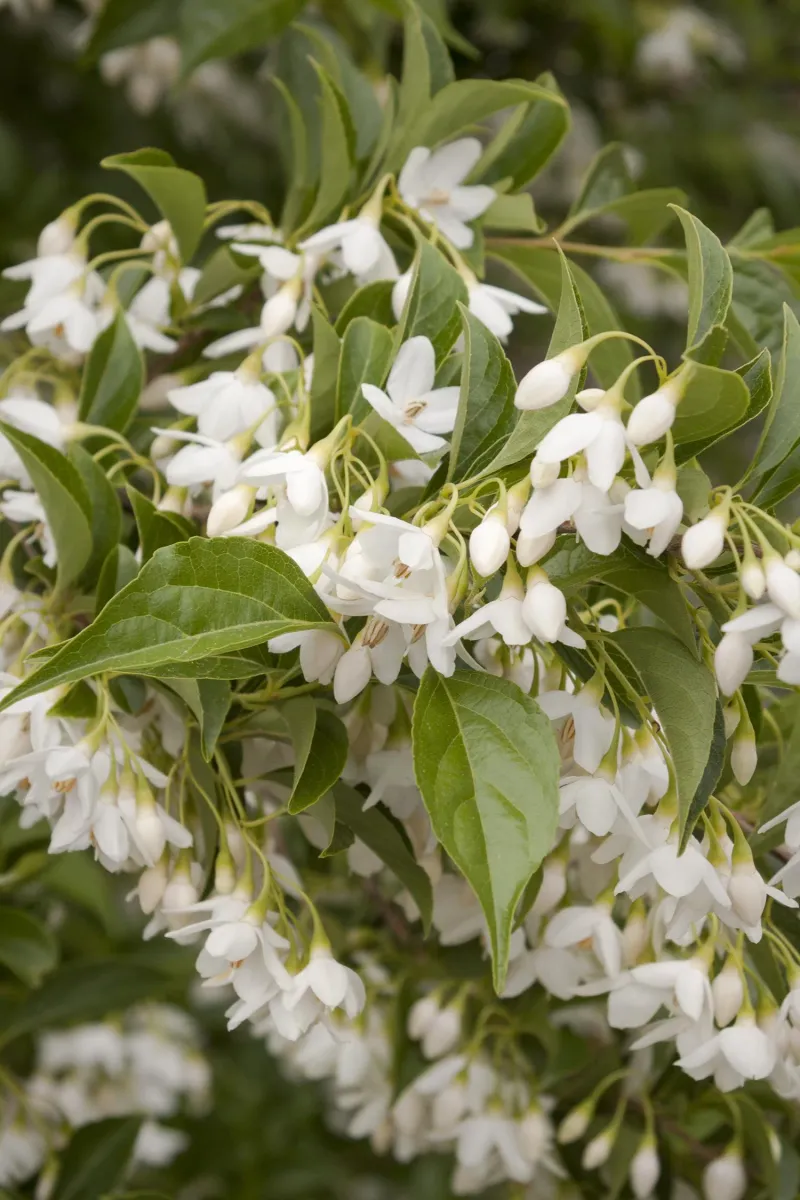 Japanese Snowbell (Styrax japonicus)