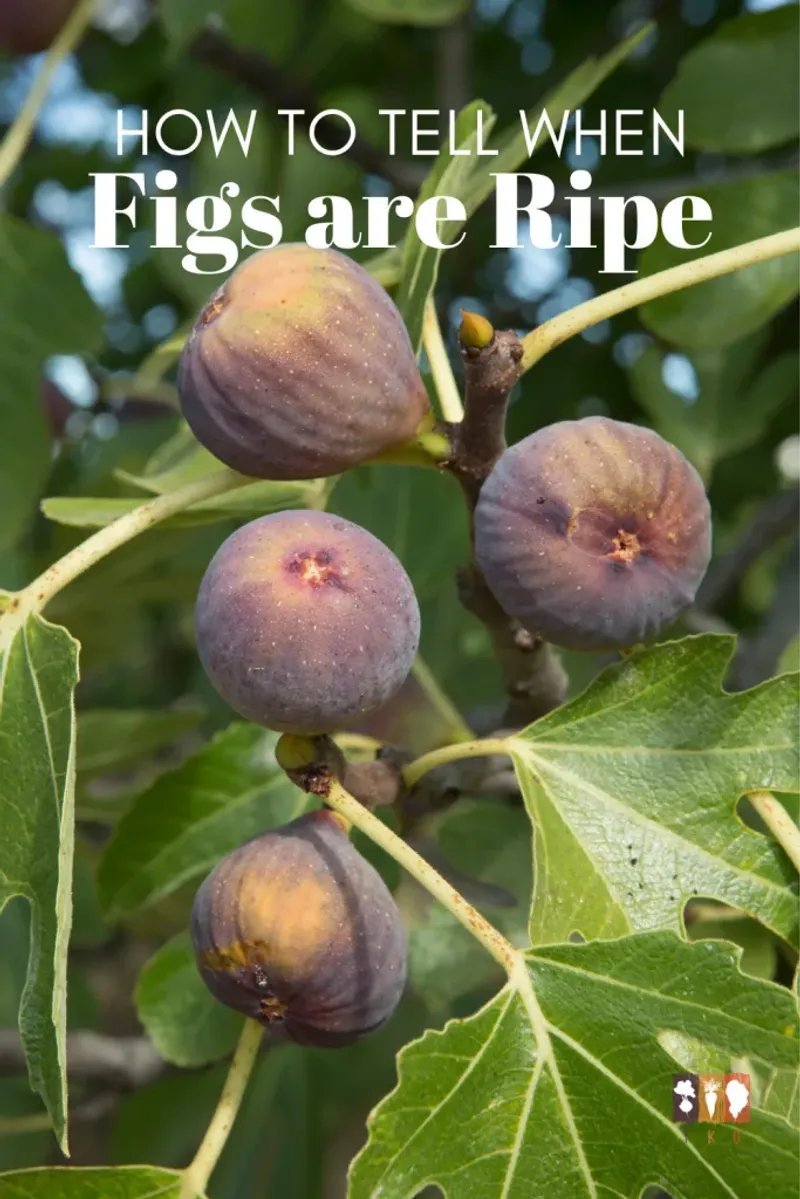Figs (Ficus carica)