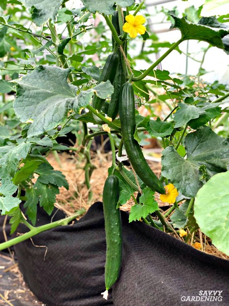Cucumbers (Bush Varieties)