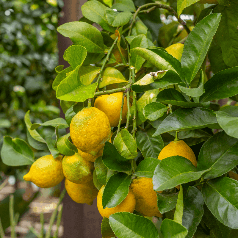 Lemon Tree