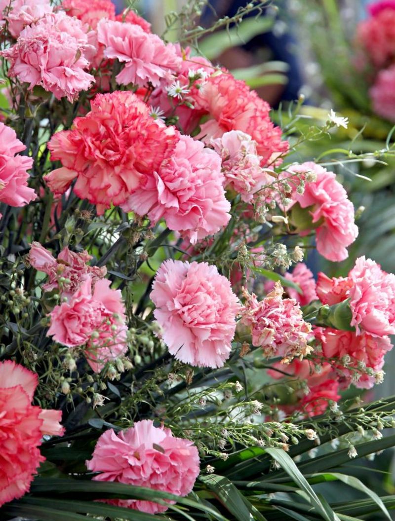 Charming Carnation Cluster