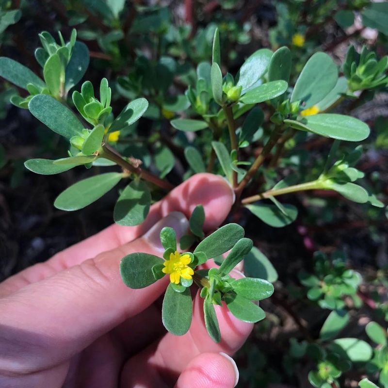 Purslane's Succulent Surprise