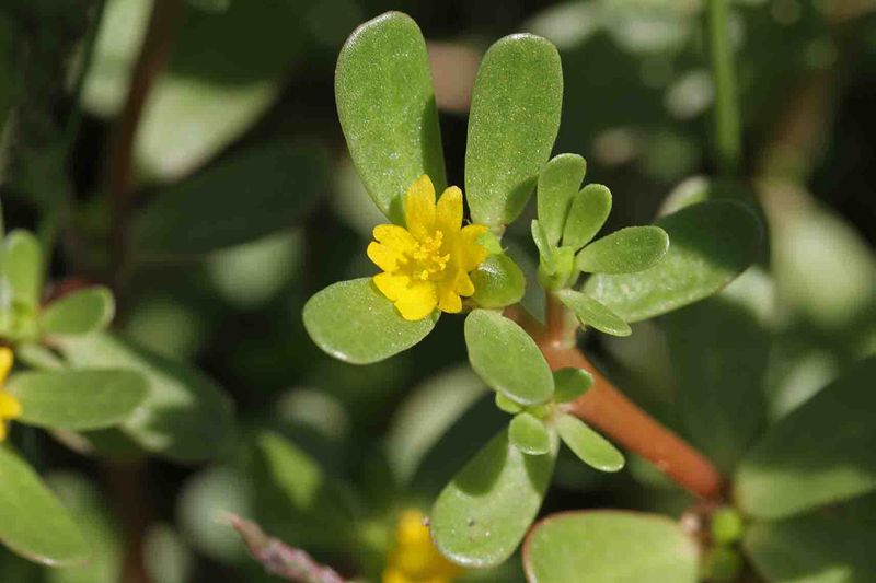 Purslane
