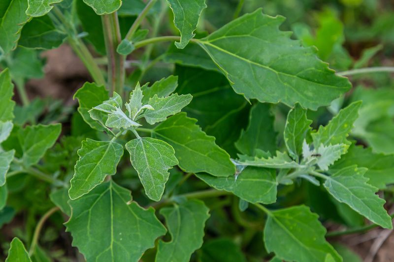 Lamb's Quarters (Chenopodium album)