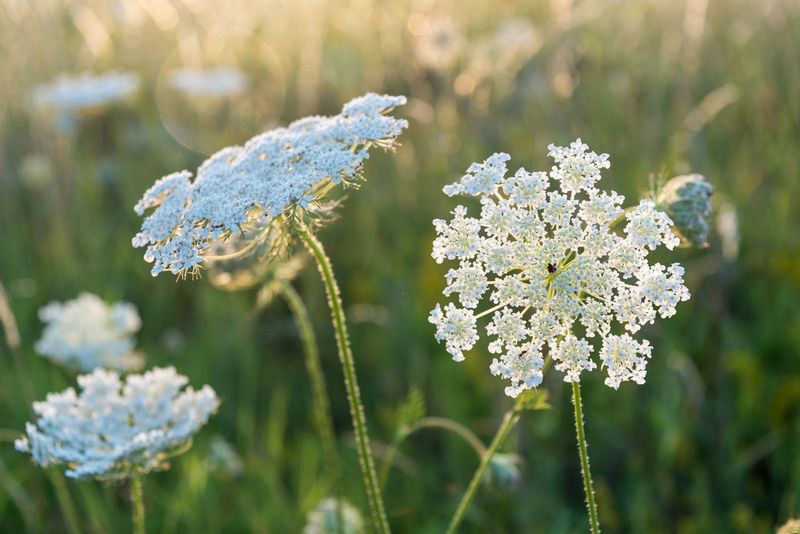 Queen Anne’s Lace (Daucus carota)