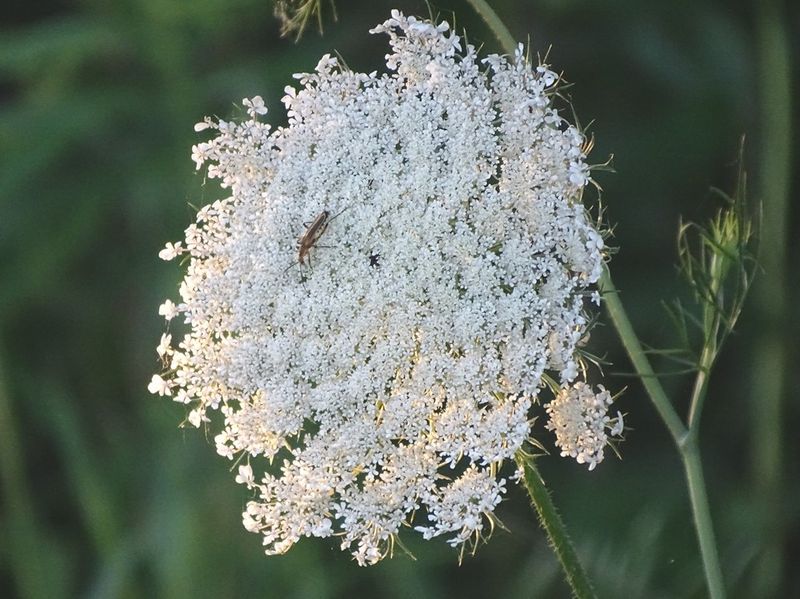 Queen Anne's Lace Grace