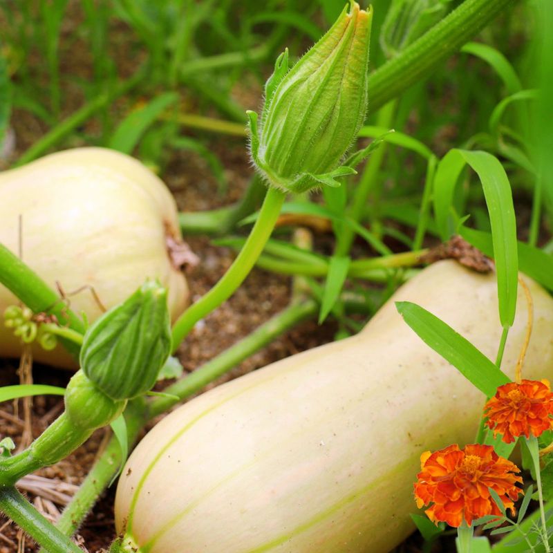 Squash (from Seeds)