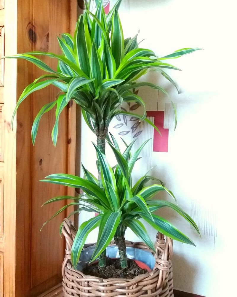 Dracaena