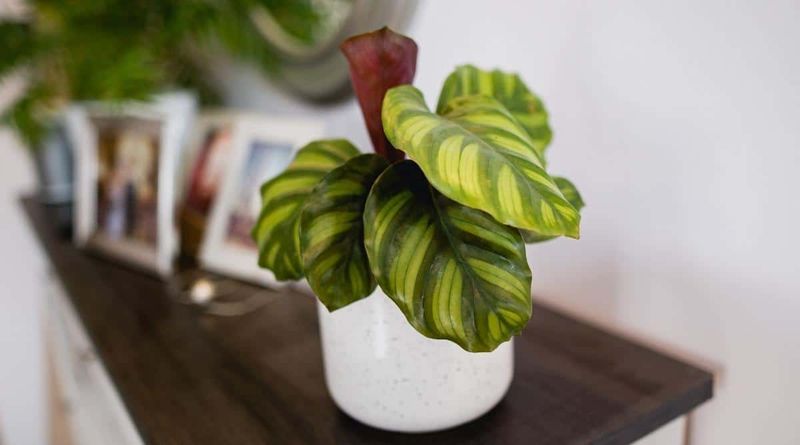 Calathea (Calathea spp.)