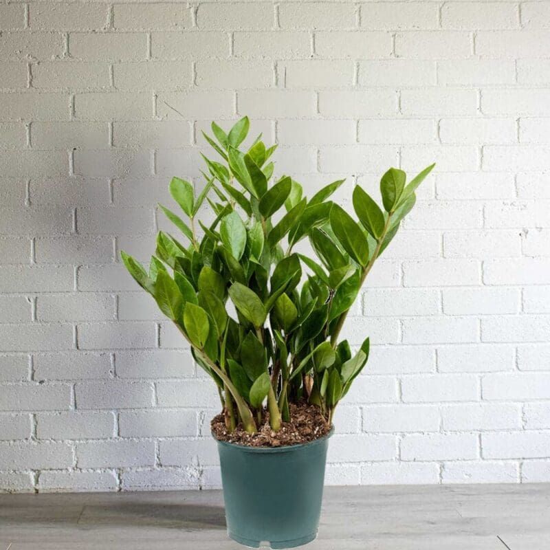ZZ Plant (Zamioculcas zamiifolia)