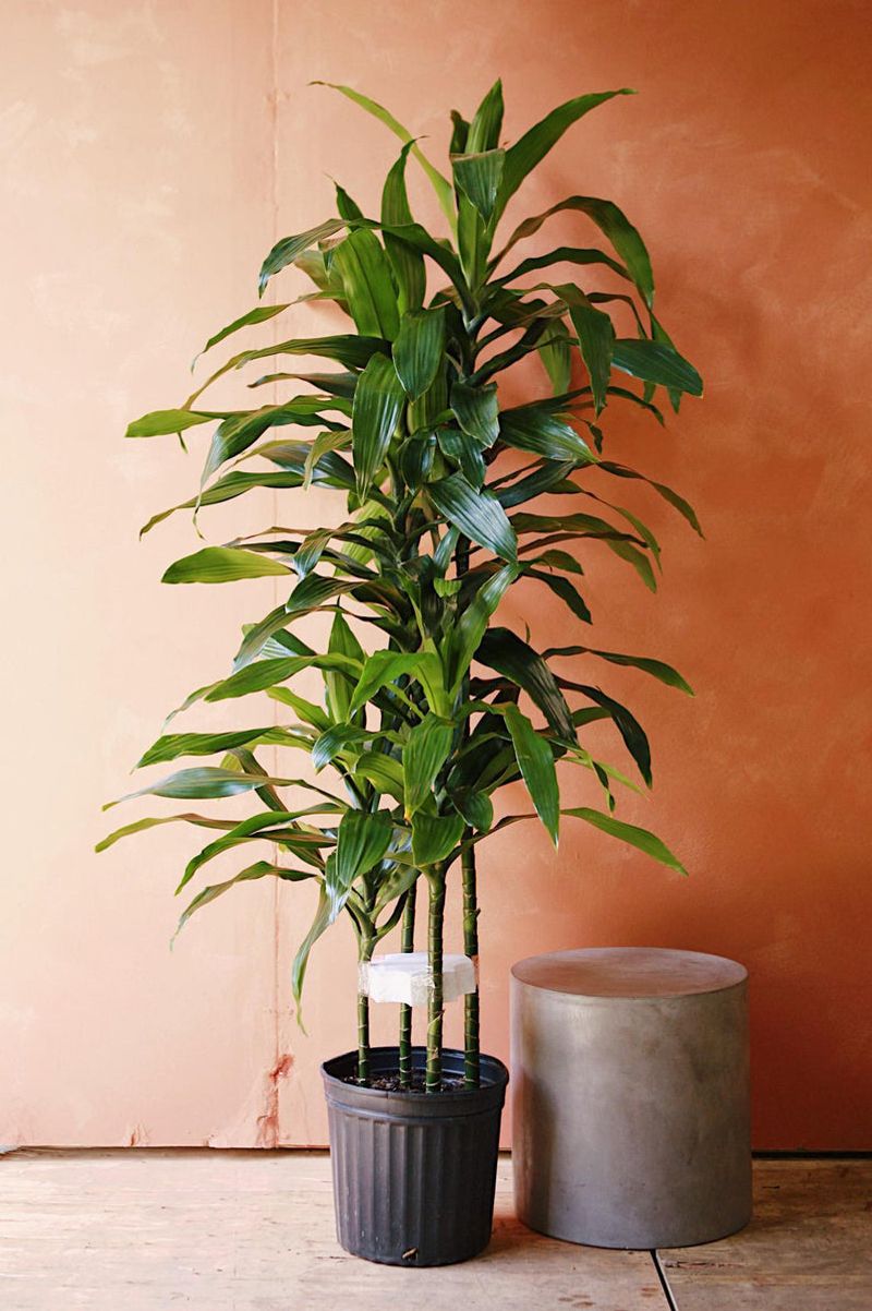 Dracaena (Dracaena spp.)
