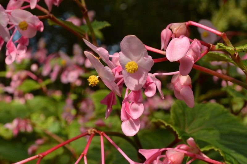 Hardy Begonia