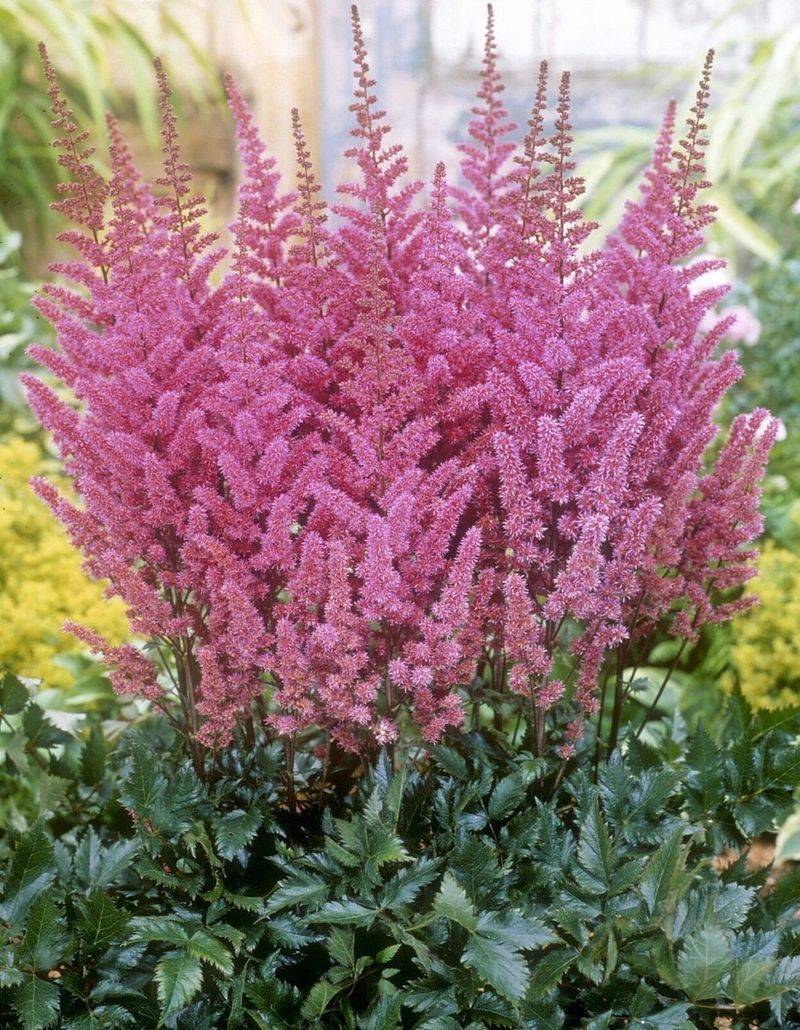 Astilbe