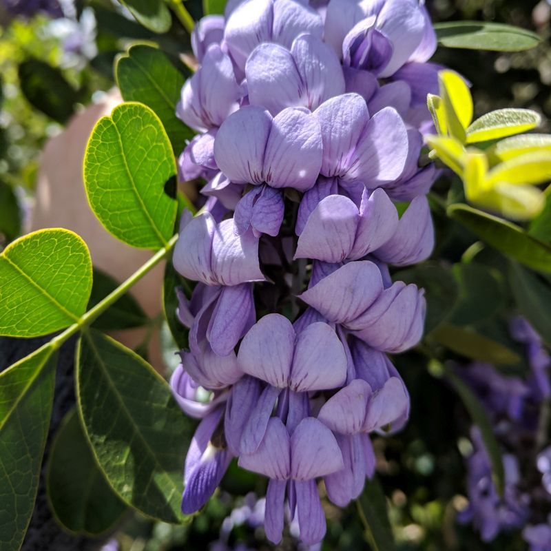 Texas Mountain Laurel (Sophora secundiflora)