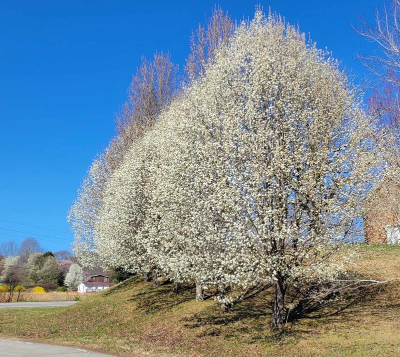 Bradford Pear (Pyrus calleryana)