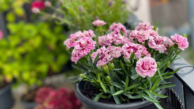 Dianthus / Carnation (Dianthus spp.)