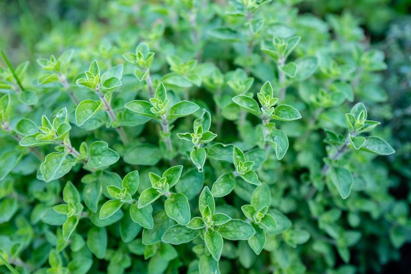 Oregano