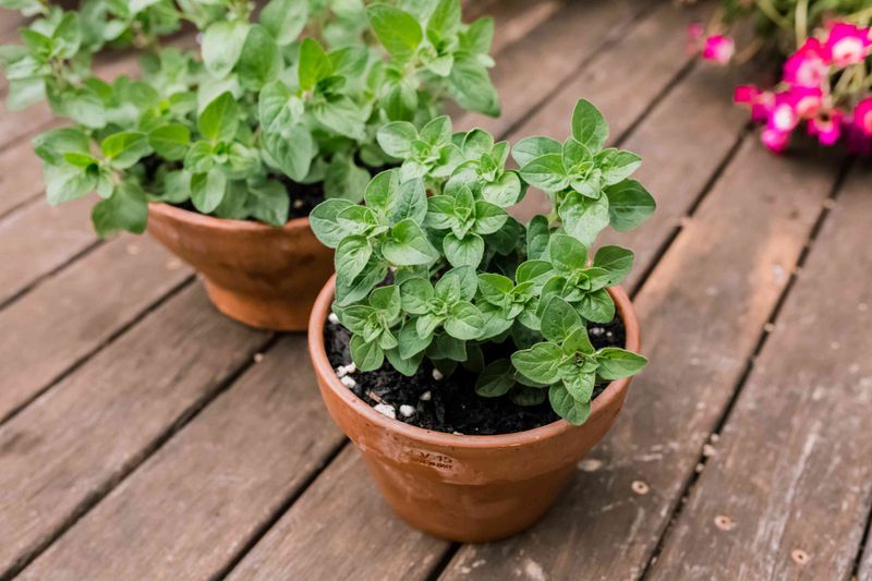 Oregano (Origanum vulgare)