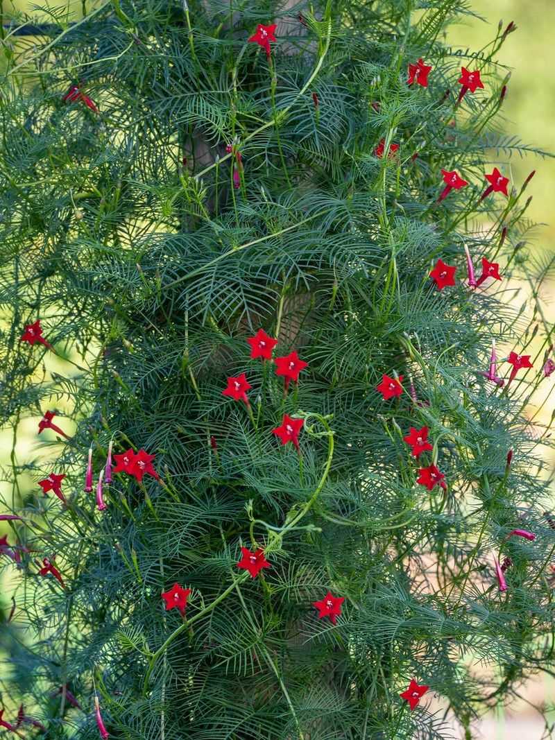 Cypress Vine