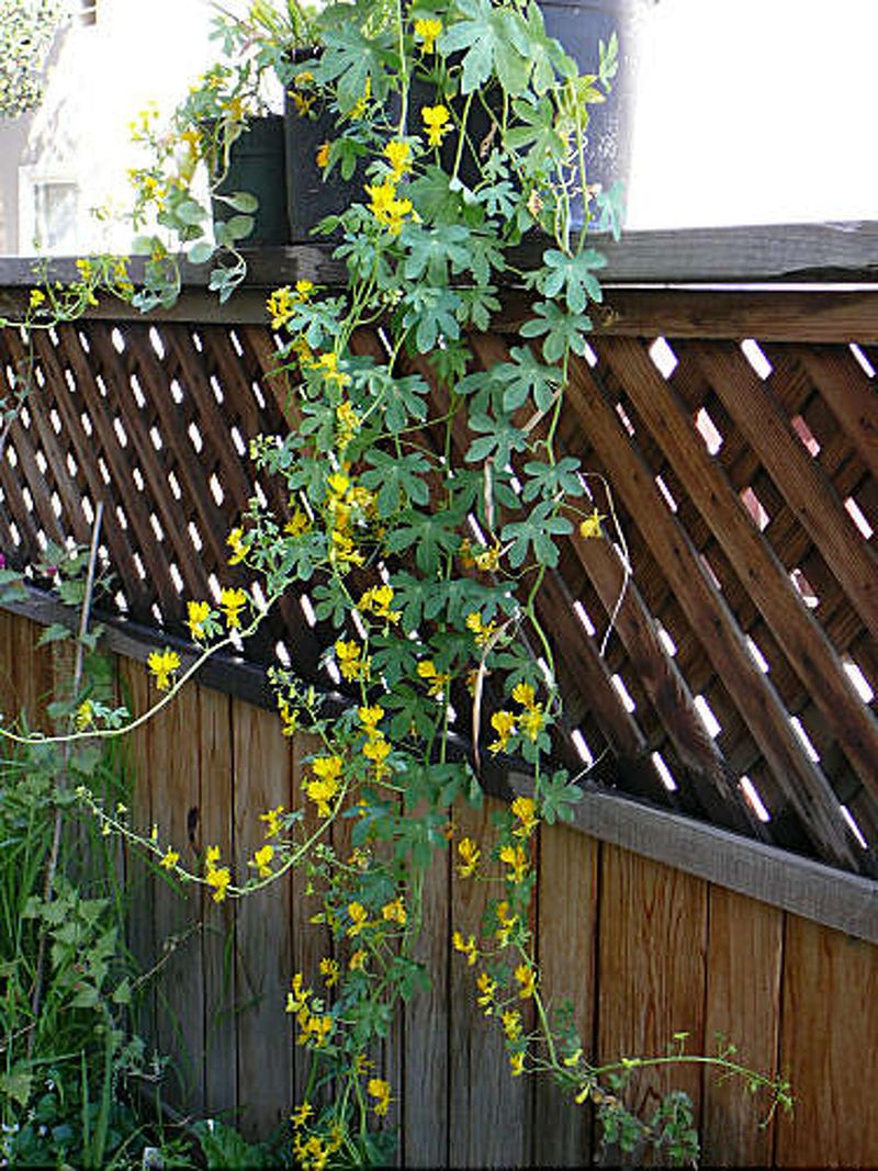 Canary Creeper (Tropaeolum peregrinum)
