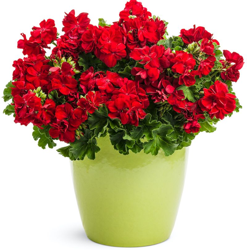 Maintain a Regular Feeding Schedule