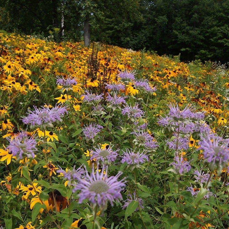 Pick Native Wildflowers