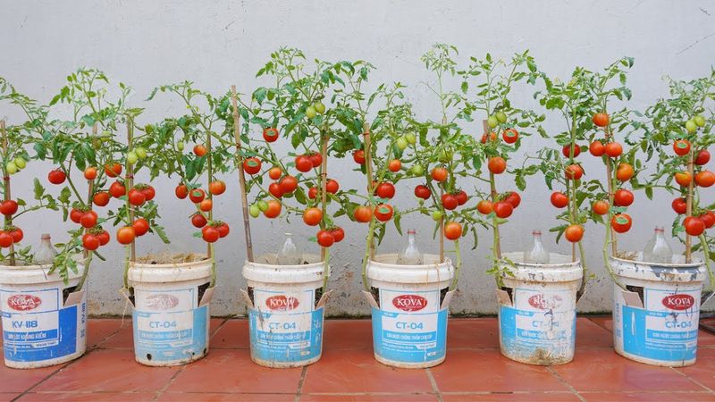 Optimal Sunlight Exposure