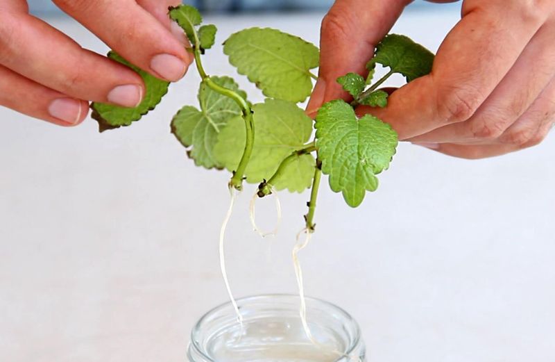 Lemon Balm