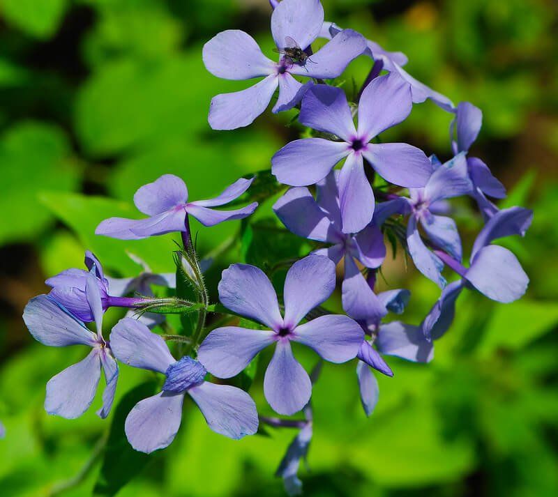 Eastern Wood Phlox (Phlox divaricata)