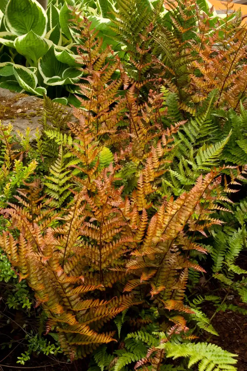 Autumn Fern