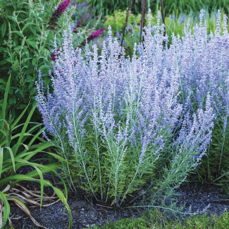 Russian Sage