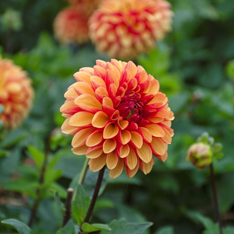 Dahlia