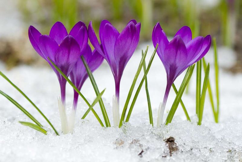 Crocus