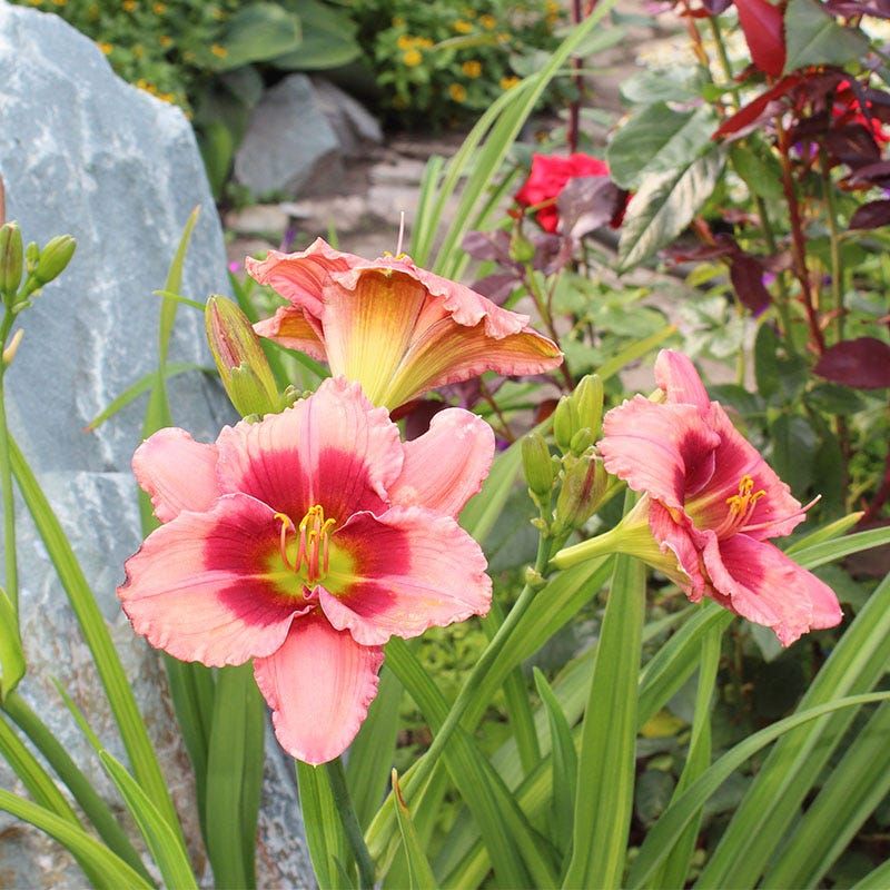 Daylily